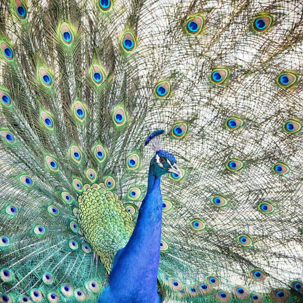 Foto voor Trots als een pauw